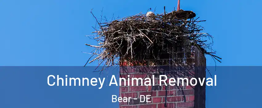 Chimney Animal Removal Bear - DE