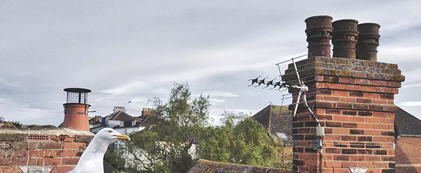 Chimney Cleaning And Restoration in Bear, Delaware